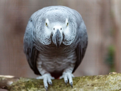 Grijze roodstaartpapegaai - De Zonnegloed - Dierenpark - Dieren opvangcentrum - Sanctuary